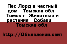 Пёс Лорд в частный дом - Томская обл., Томск г. Животные и растения » Собаки   . Томская обл.